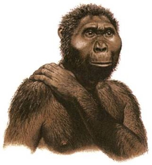 Ο παράνθρωπος Μποϊσέι είχε μεγάλα σαγόνια, εφοδιασμένα με μεγάλους τραπεζίτες, ενδείξεις φυτοφάγου ενδιαίτησης. Το κρανίο του είναι επίσης πολύ γερής κατασκευής, αλλά δεν είναι γνωστό αν το μέγεθος του σώματός του ήταν μεγαλύτερο από του λεπτοκαμωμένου αυστραλοπίθηκου