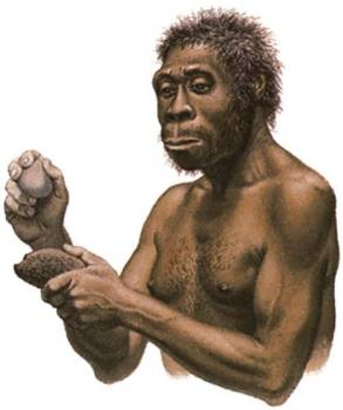 Ο χόμο εργάστερ, που αποκαλείται και αφρικανικός χόμο ερέκτους, είχε μακρόστενο και καμπυλωμένο κρανίο και σκελετό παραπλήσιο με των σύγχρονων ανθρώπων. Αν και έτρωγε κρέας, οι μασητήρες του είναι σχετικά μικροί. Το καλύτερο δείγμα του είναι αυτό ενός εφήβου προ 1,6 εκατ. ετών, γνωστού ως το αγόρι της Τουρκάνα