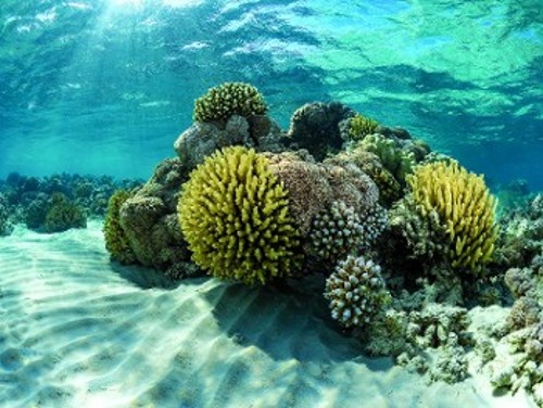 Τα κοράλλια της Ερυθράς Θάλασσας είναι ανθεκτικά σε πολύ θερμό νερό, αλλά ακόμη κι αυτά αρχίζουν να εμφανίζουν ενδείξεις καταπόνησης από την υψηλή θερμοκρασία του νερού, λόγω της κλιματικής αλλαγής
