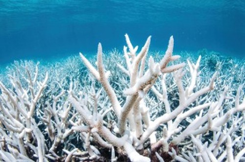 Αποχρωματισμένα κοράλλια στον Μεγάλο Κοραλλιογενή Υφαλο της Αυστραλίας, δεν μπορούν πια να τραφούν, ενώ είναι ευάλωτα σε ασθένειες, με πιθανότερη έκβαση τον θάνατο