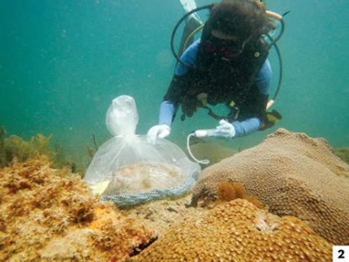 Ερευνήτρια εισάγει δοκιμαστικό μείγμα σε κοράλλια στα ανοιχτά των ακτών της Φλόριντα