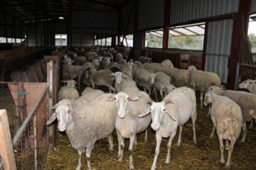 Κτηνοτροφική μονάδα με πρόβατα στη Βόνιτσα