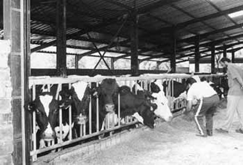 Οι προοπτικές για την αγελαδοτροφία, αλλά και την προβατοτροφία στη χώρα μας φαίνονται δυσοίωνες, γιατί οι γαλακτο-βιομηχανίες, προκειμένου να αυγατίσουν τα κέρδη τους, θα ρίξουν κι άλλο την τιμή παραγωγού