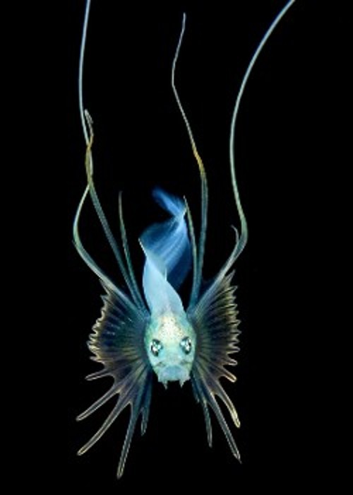 Αυτό το ζώο της νυχτερινής κάθετης μετανάστευσης μοιάζει με ψάρι, αλλά στην πραγματικότητα είναι μικρό χέλι, εξαιρετικά σπάνιο και το μοναδικό είδος του γένους του