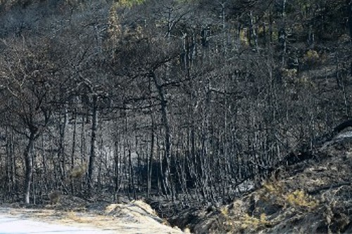 Στάχτη μεγάλο τμήμα του δάσους της Δαδιάς, που έχει αφεθεί στη μοίρα του, όπως όλα τα δάση της χώρας