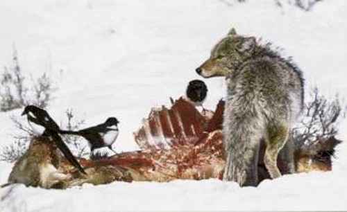 Το κογιότ (τσακάλι) και οι κίσσες τρώνε ό,τι απέμεινε από ένα ελαφάκι που σκότωσαν οι λύκοι. Αυτά τα ζώα, μαζί με τα κοράκια, τρέφονται με τα υπολείμματα του κυνηγιού των λύκων, θυμίζοντας την τροφική αλυσίδα της αφρικανικής σαβάνας: Το λιοντάρι, την ύαινα και το όρνεο