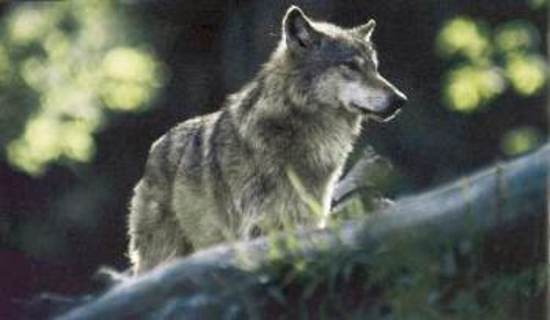 Ενας νεαρός λύκος οσμίζεται τον αέρα. Ως το μεσοκαλόκαιρο, το κουτάβια έχουν ωριμάσει αρκετά ώστε να εγκαταλείψουν τη φωλιά και να αρχίσουν να συναναστρέφονται με άλλους λύκους, μαζί με τους γονείς τους