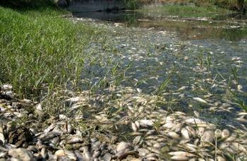 Νεκρά ψάρια, στον Πηνειό! Η οικολογική καταστροφή είναι τεράστια και τη μεγαλύτερη ευθύνη φέρουν οι βιομηχανίες που ρίχνουν μέσα σε αυτόν τα τοξικά τους απόβλητα...