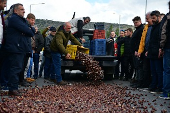 Γυρτώνη: Σε απόγνωση οι καστανάδες λόγω της απώλειας της παραγωγής τους