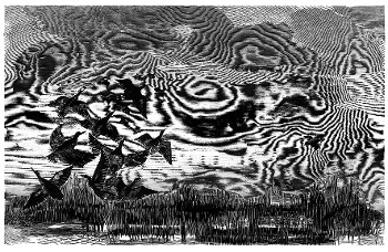 «Αγριόπαπιες ΙΙ», ξυλογραφία, 49,5x31,5 εκ., 1960
