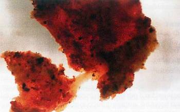 Μυελικό οστό - ειδικός ιστός που εμφανίζεται για περιορισμένο χρονικό διάστημα πριν από την ωοτοκία - βρέθηκε σε οστό Τυραννόσαυρου Ρεξ, ηλικίας 68 εκατομμυρίων ετών, στη Μοντάνα των ΗΠΑ