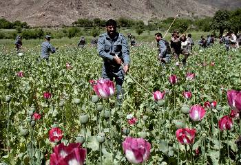 Ατελείωτα χωράφια παπαρούνας στο Αφγανιστάν, παγκόσμιο κέντρο παραγωγής οπίου