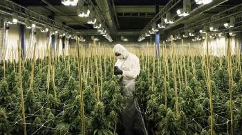 Τα θερμοκήπια κάνναβης για «φαρμακευτική» χρήση απορροφούν επενδύσεις εκατ. ευρώ