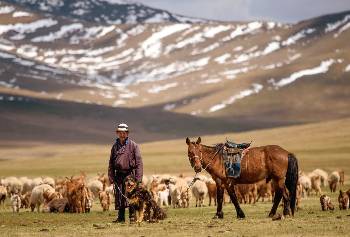 Νομάδας με το κοπάδι του, το άλογό του και το τσοπανόσκυλο μπανκχάρ, στις στέπες της Μογγολίας