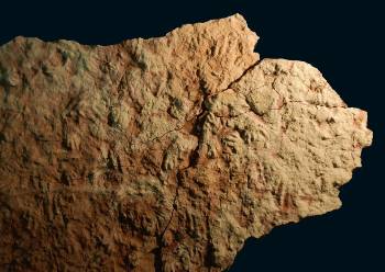 Αυτά τα απολιθωμένα χνάρια Προροτοδάκτυλου, ηλικίας 250 εκατομμυρίων ετών, δείχνουν ότι οι πρόδρομοι των δεινοσαύρων, που αποκαλούνται δεινοσαυρόμορφα, περιδιάβαιναν μια περιοχή της σημερινής Πολωνίας