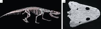 Για μεγάλο μέρος της Τριασσικής περιόδου, οι δεινόσαυροι ήταν μια περιθωριακή ομάδα ζώων, που επισκιάζονταν από συγγενείς των σημερινών κροκοδείλων, όπως ο Σαυροσούχους (1) και γιγαντιαία αμφίβια, όπως ο Μετωπόσαυρος (2)