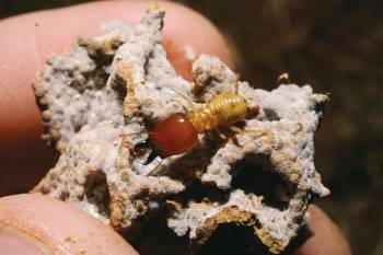 Τερμίτης στρατιώτης πάνω σε κομμάτι φωλιάς, στο οποίο τερμίτες εργάτες έχουν καλλιεργήσει μύκητες (λευκή επικάλυψη), ως τρόφιμο για την αποικία