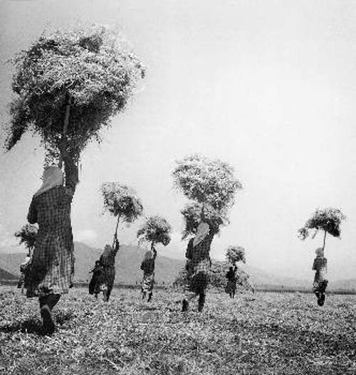 ... Η «βοήθεια» αύτη συνέβαλε εις την αύξησιν της βιομηχανικής παραγωγής των κατεστραμμένων χωρών εις ποσοστόν μεγαλύτερον κατά 20% του προπολεμικού επιπέδου, την αποκατάστασιν της γεωργικής παραγωγής εις τα προπολεμικά επίπεδα...(Φωτό: Λάρισα, 1948. Γυναίκες μεταφέρουν σωρούς από βίκοΦωτογραφία Τ. Τλούπα)